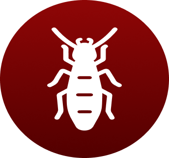 Termite